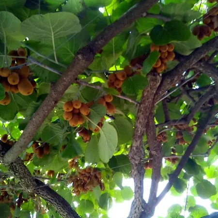 アパート Dane I Ivana